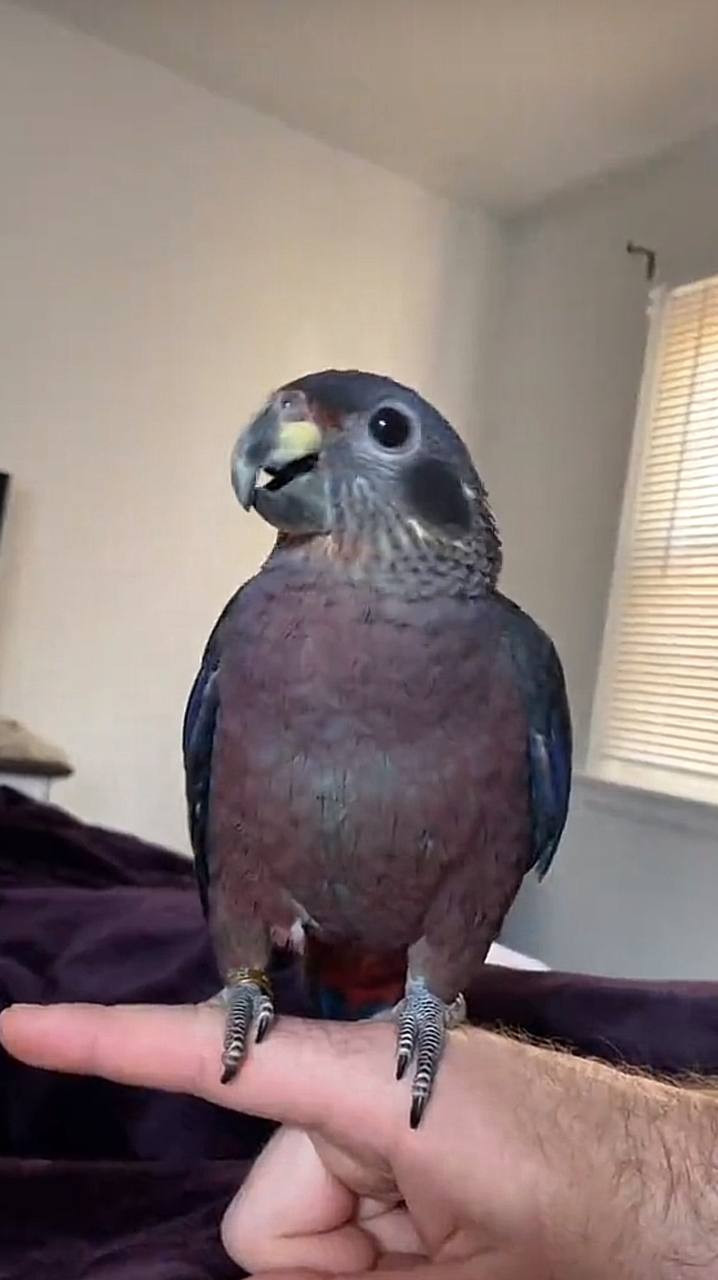 Pionus parrot