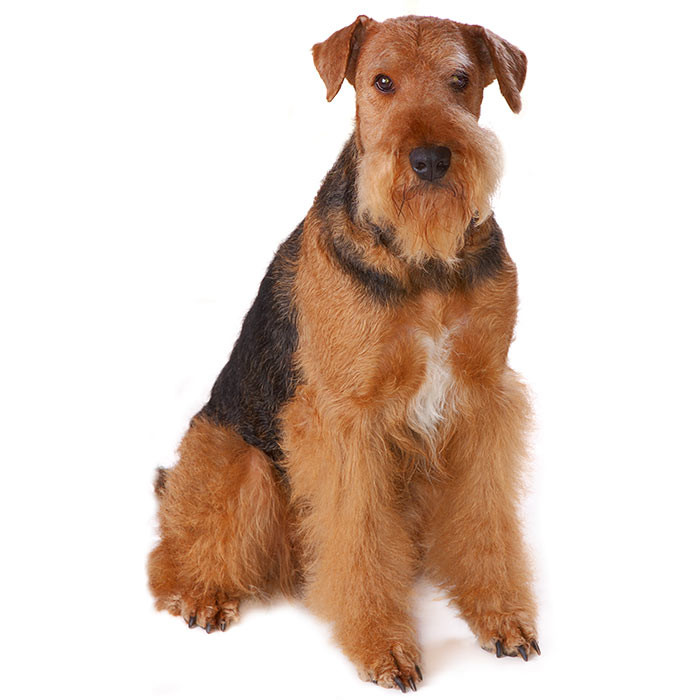 Airedale Terrier