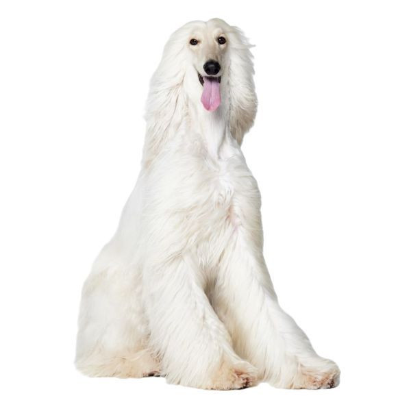 Afghan Hound