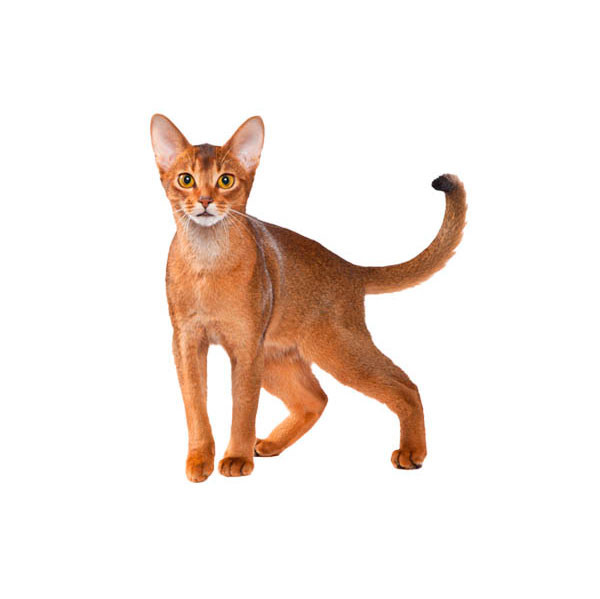 Abyssinian