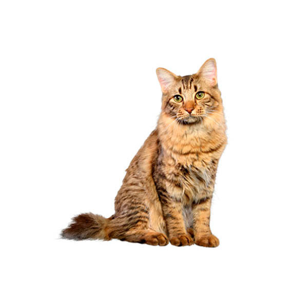 American Bobtail