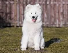 Samoyed